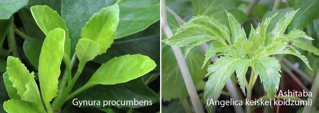 Gynura Procumbens VS Ashitaba