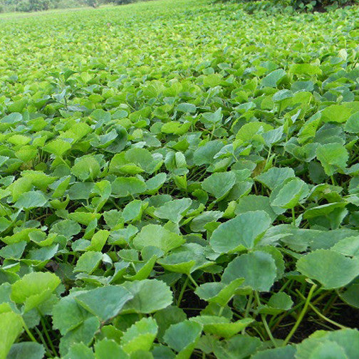 Gotu Kola Rejuvenating Powder