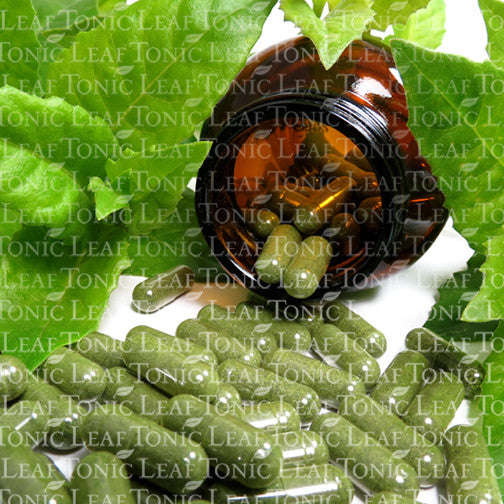 Gynura Procumbens Blood Sugar Support
