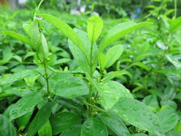Gymnema Sylvestre Tea For Blood Sugar & Metabolism Health
