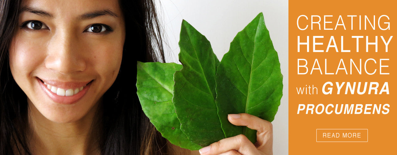 Gynura Procumbens Benefits